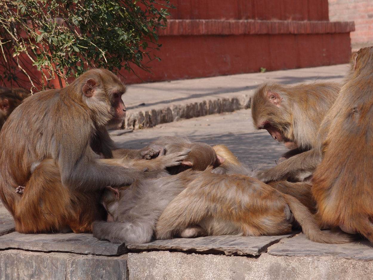 2018-01-14 13 Uhr - Am Tempel (Audio, Foto) 